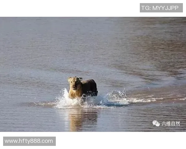 激烈角逐！顶级泳将挑战极限，泳池内惊险瞬间回顾